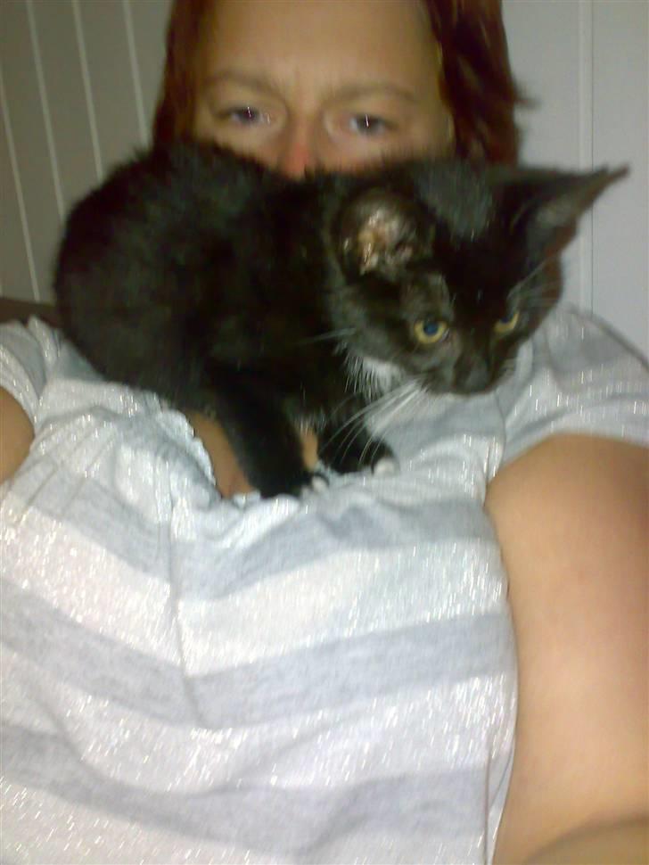 Blanding af racer Tiller  billede 6