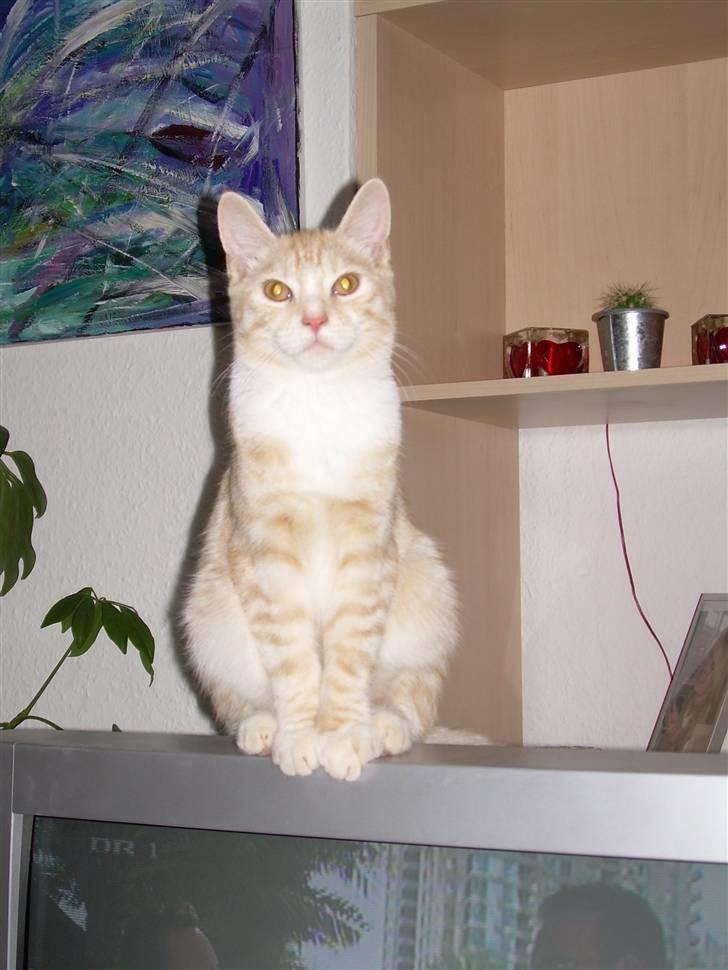 Blanding af racer simba billede 1