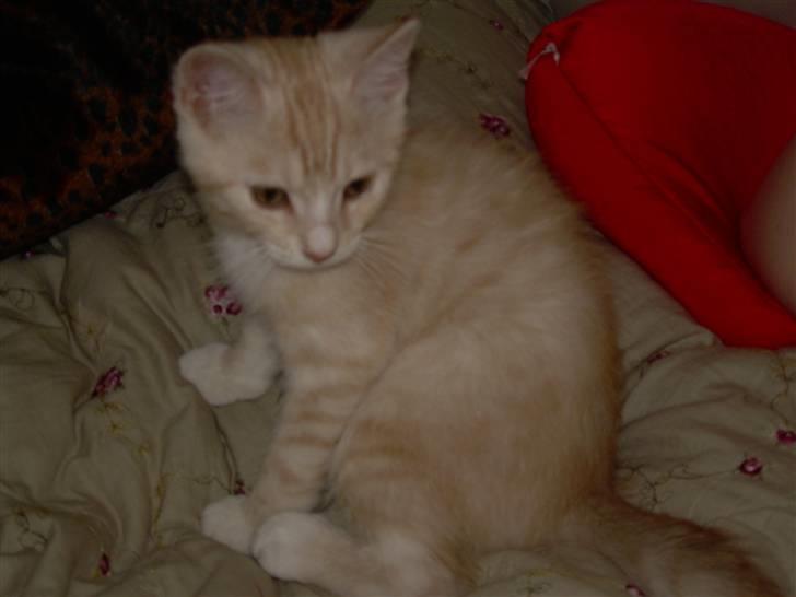 Blanding af racer simba billede 2