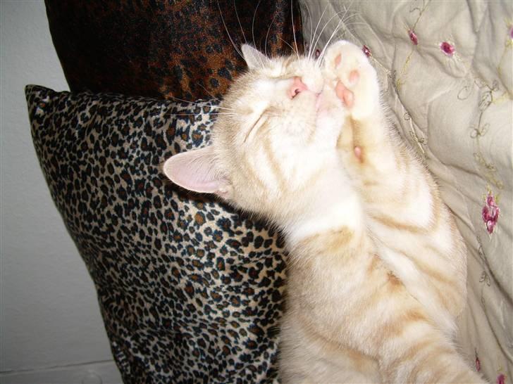 Blanding af racer simba billede 3