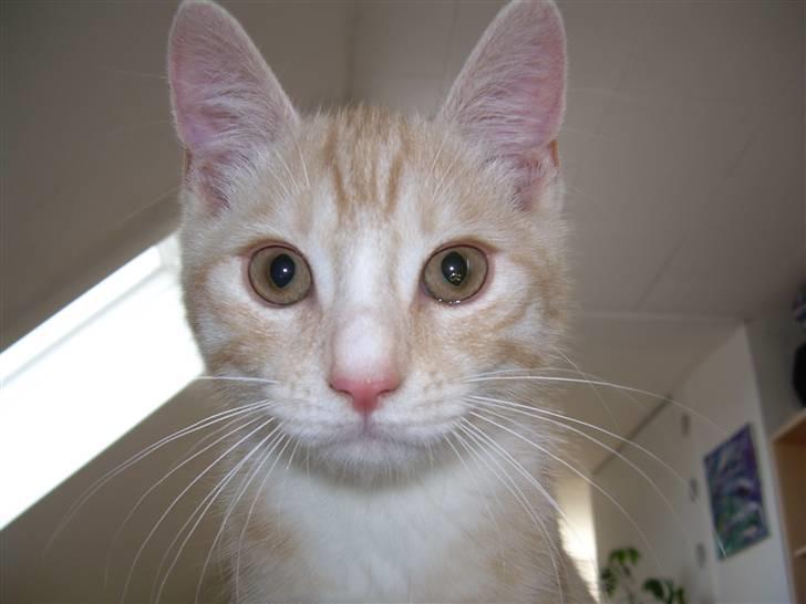 Blanding af racer simba billede 4