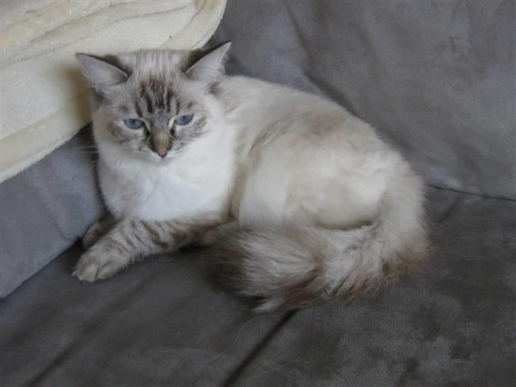 Ragdoll Bambi  billede 1
