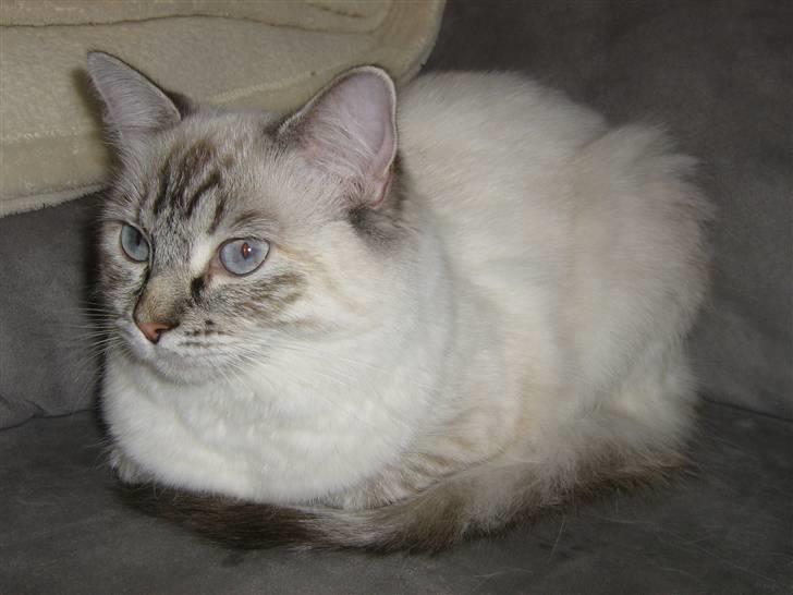 Ragdoll Bambi  billede 2