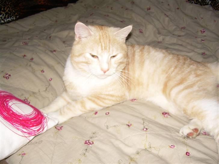 Blanding af racer simba billede 5