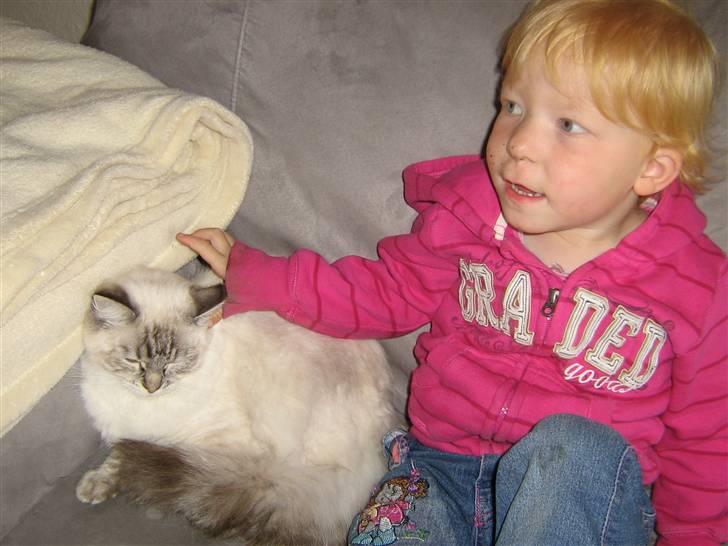 Ragdoll Bambi  billede 3