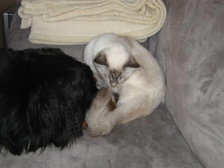 Ragdoll Bambi  - Blev venner med hunden allerede på 2. dagen.. men ikke for længe af gangen ;O) billede 4