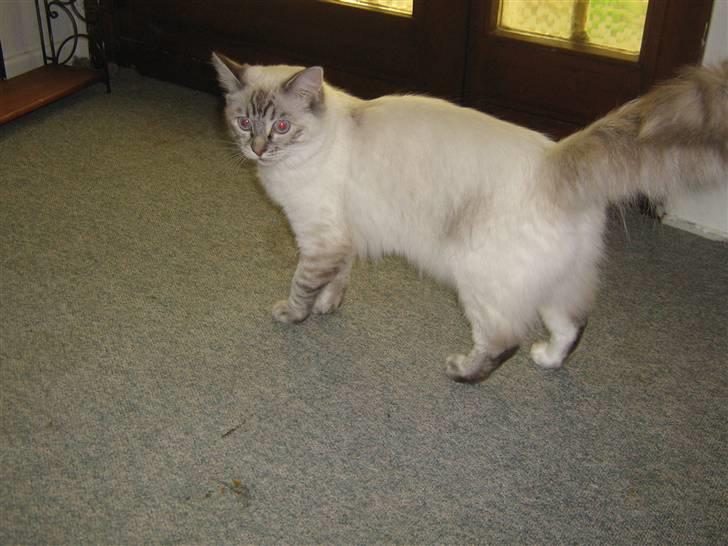 Ragdoll Bambi  - Lige ankommet til sit nye hjem billede 5