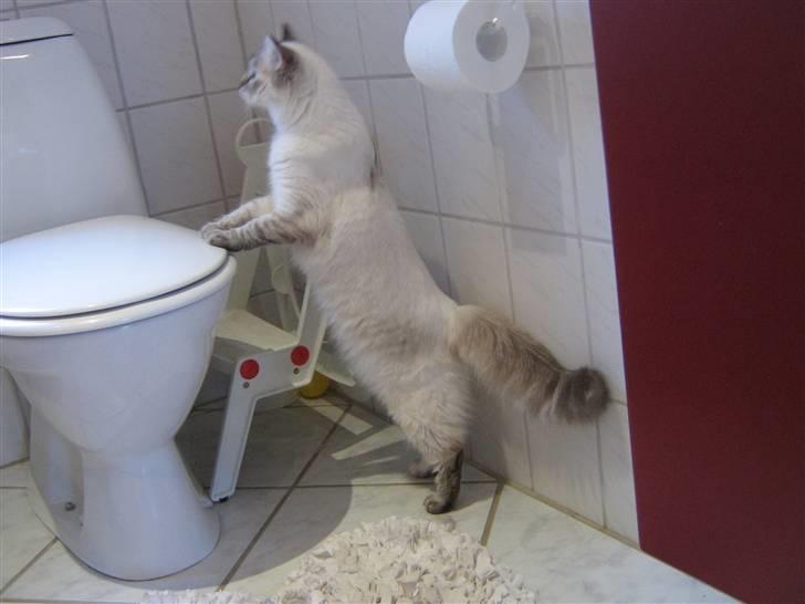 Ragdoll Bambi  - Er rundt og snuse og se sit nye hjem an billede 6