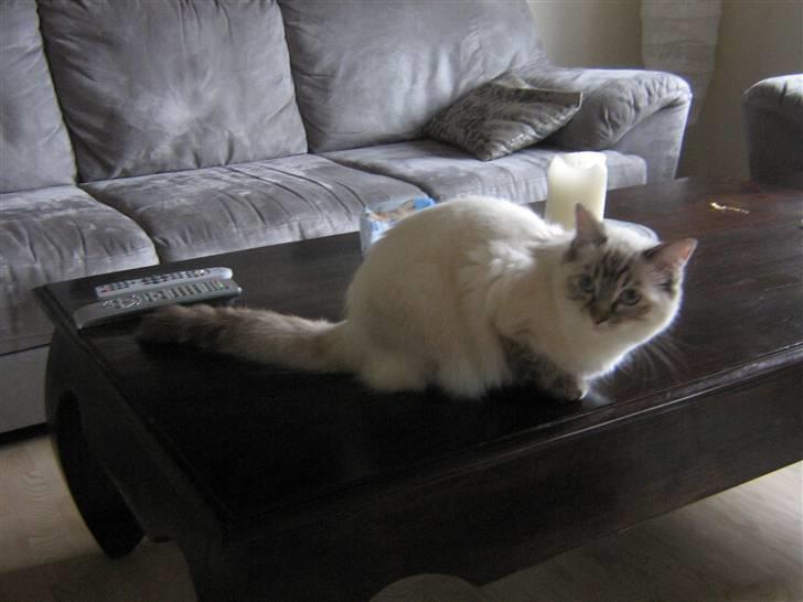 Ragdoll Bambi  billede 7