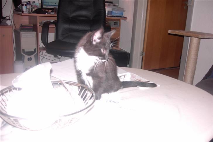 Blanding af racer Laban - er jeg bare ikke flot billede 1