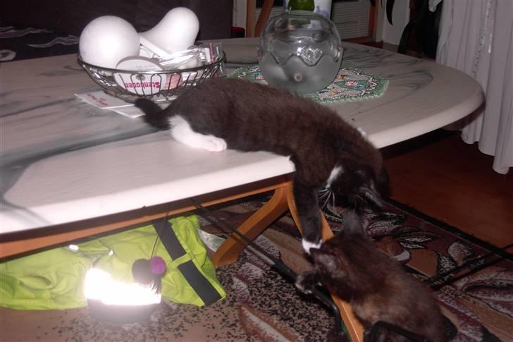 Blanding af racer Laban - skal lige se om jeg kan nå søster billede 2