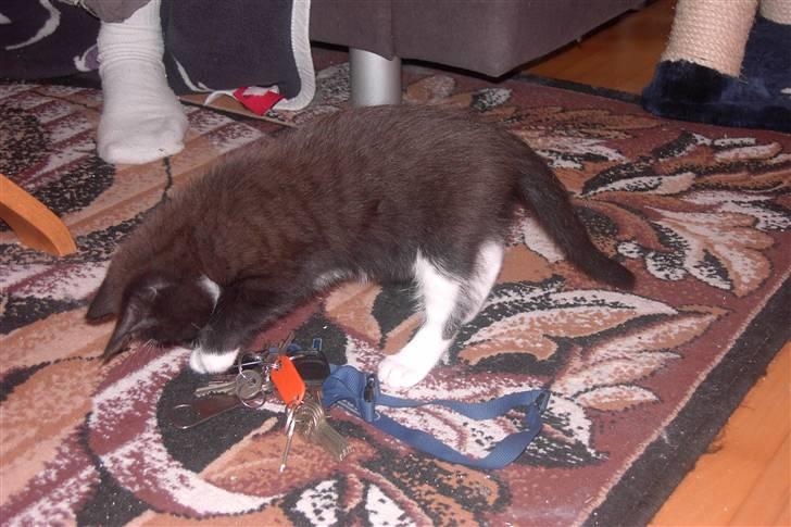 Blanding af racer Laban - fik fat i fars nøgler billede 3