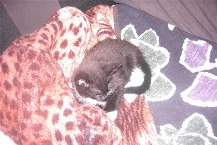 Blanding af racer Laban - tager mig lige en lur billede 4