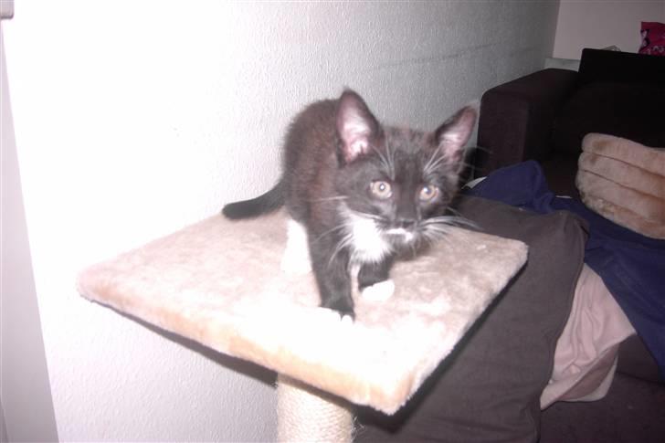 Blanding af racer Laban - hvad er det du har der billede 5