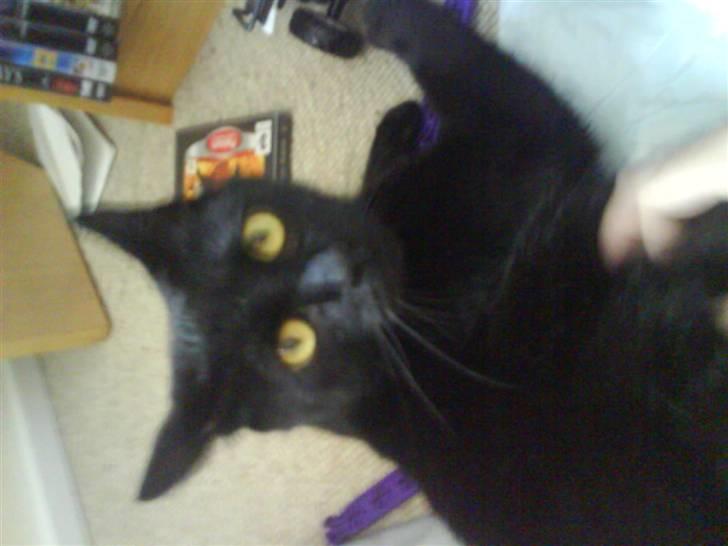 Huskat miver billede 1