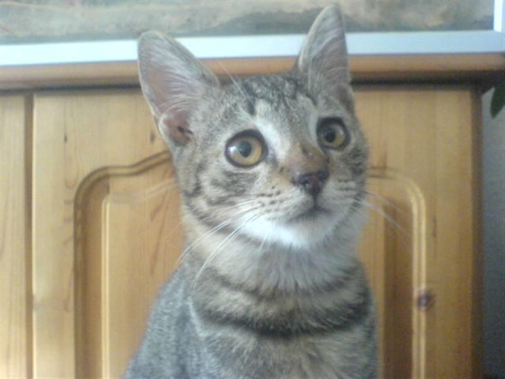 Huskat bette nøv R.I.P 17/11-"00 - hejsa billede 10