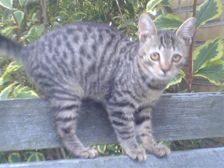 Huskat bette nøv R.I.P 17/11-"00 - er jeg ikk go til at klatre? billede 11