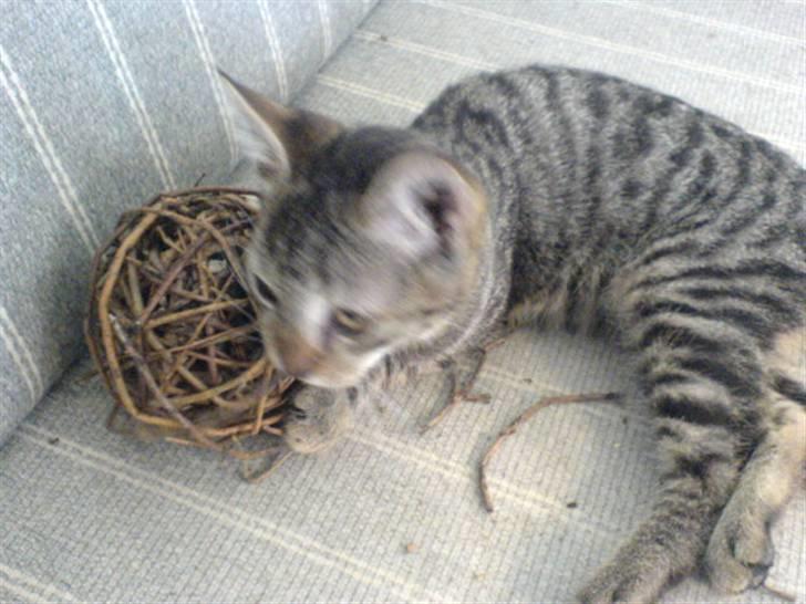 Huskat bette nøv R.I.P 17/11-"00 - se hvad jeg fik billede 12