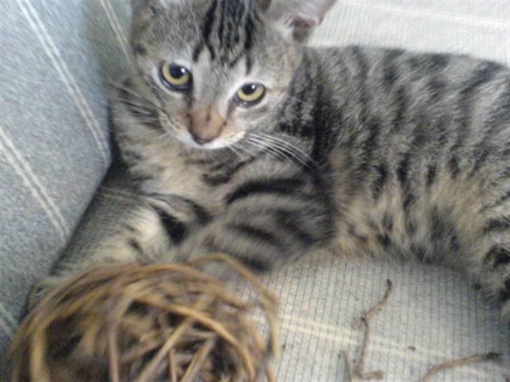 Huskat bette nøv R.I.P 17/11-"00 - den er sjov billede 13