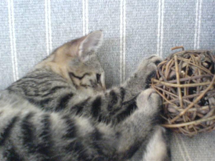 Huskat bette nøv R.I.P 17/11-"00 - rigtig sjov billede 14