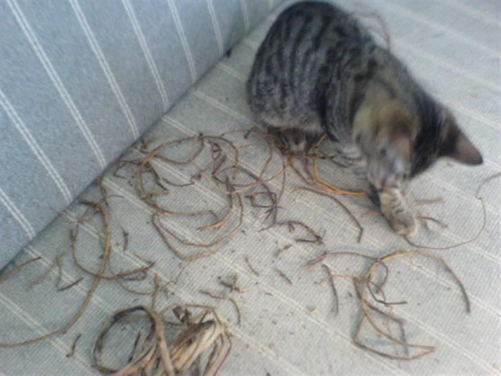 Huskat bette nøv R.I.P 17/11-"00 - men den holdt nu ikk længe billede 15