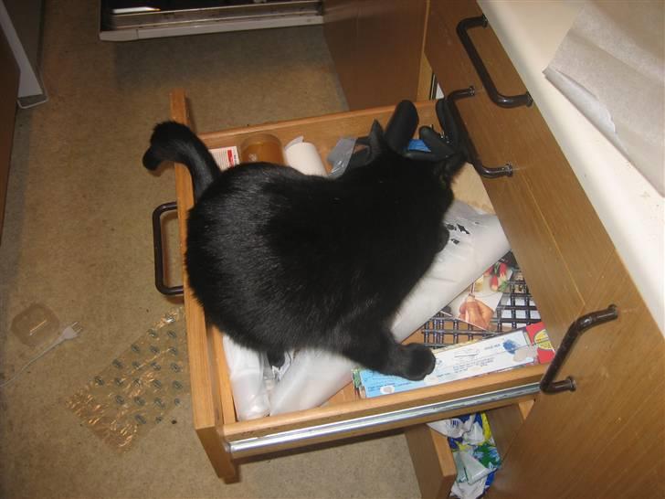 Huskat miver billede 2