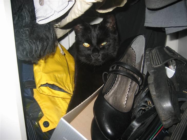 Huskat miver billede 3