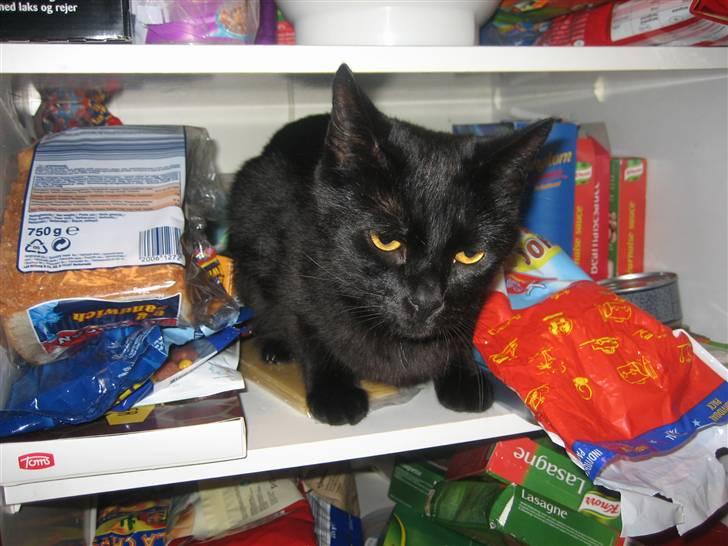 Huskat miver billede 4