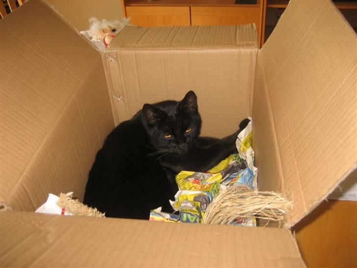 Huskat miver billede 5