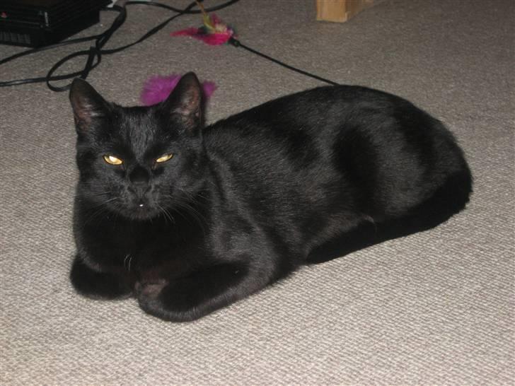 Huskat miver billede 6