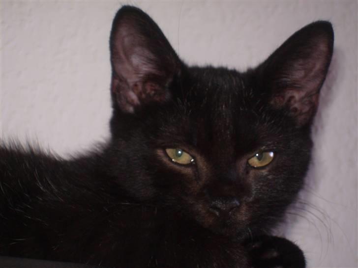 Blanding af racer Tyson billede 1