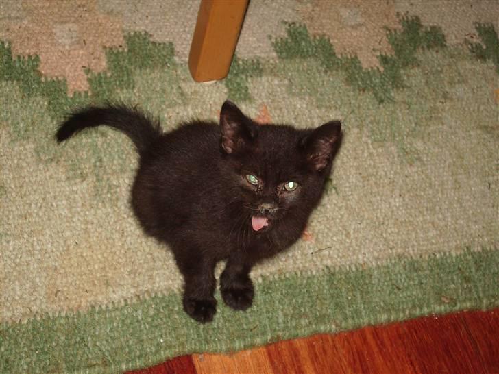 Blanding af racer Tyson - Tyson ca 13 uger billede 2