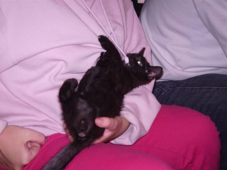 Blanding af racer Tyson billede 4