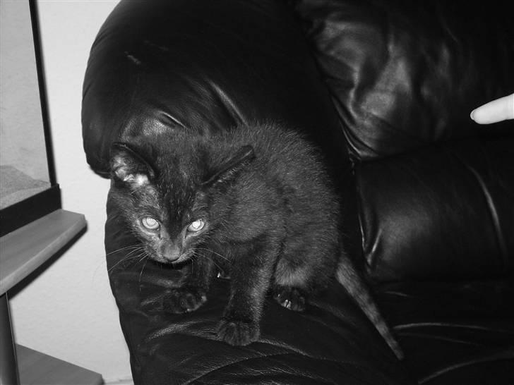 Blanding af racer Tyson - Hehe, han ser lidt skræmt ud:-) billede 5