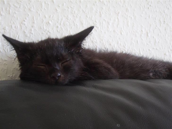 Blanding af racer Tyson billede 6