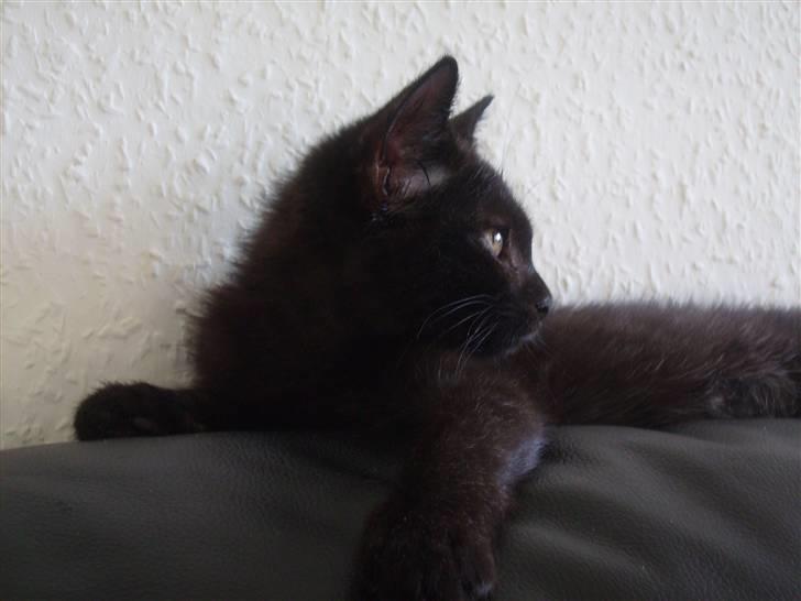 Blanding af racer Tyson billede 7