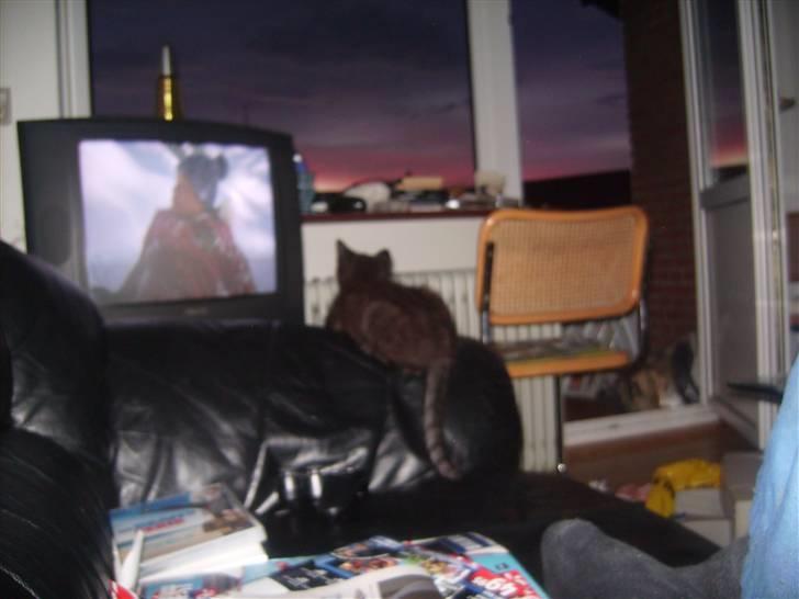 Blanding af racer Tyson - Tyson ser tv:-) billede 8