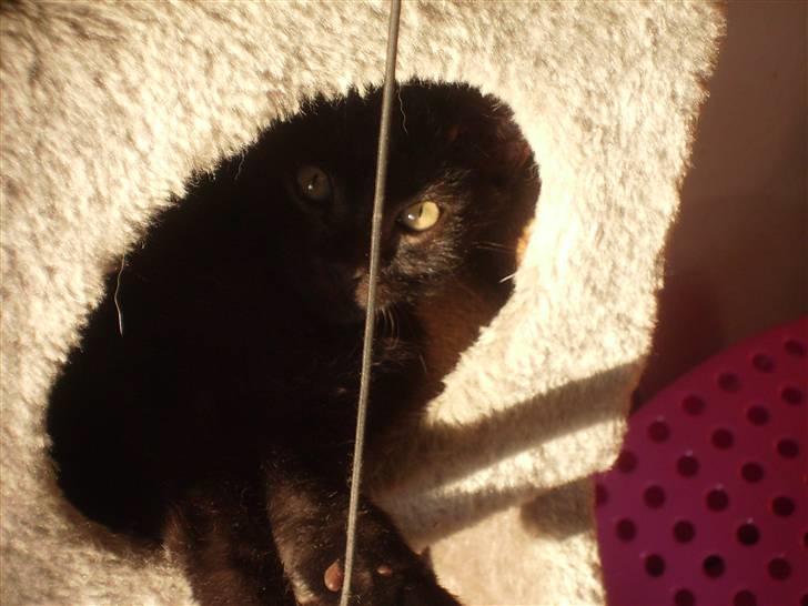 Blanding af racer Tyson billede 9