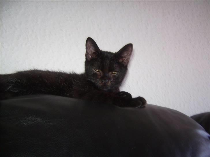 Blanding af racer Tyson billede 10