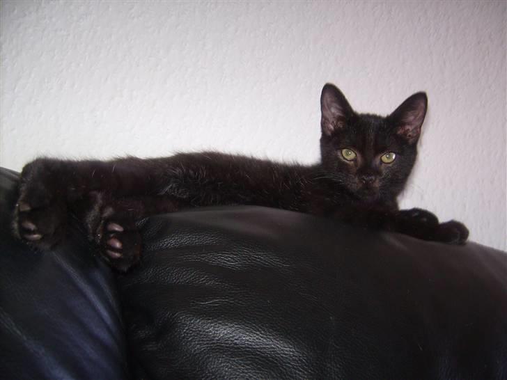 Blanding af racer Tyson billede 11