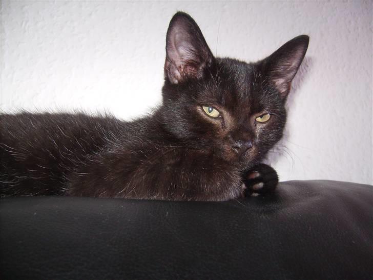 Blanding af racer Tyson billede 12