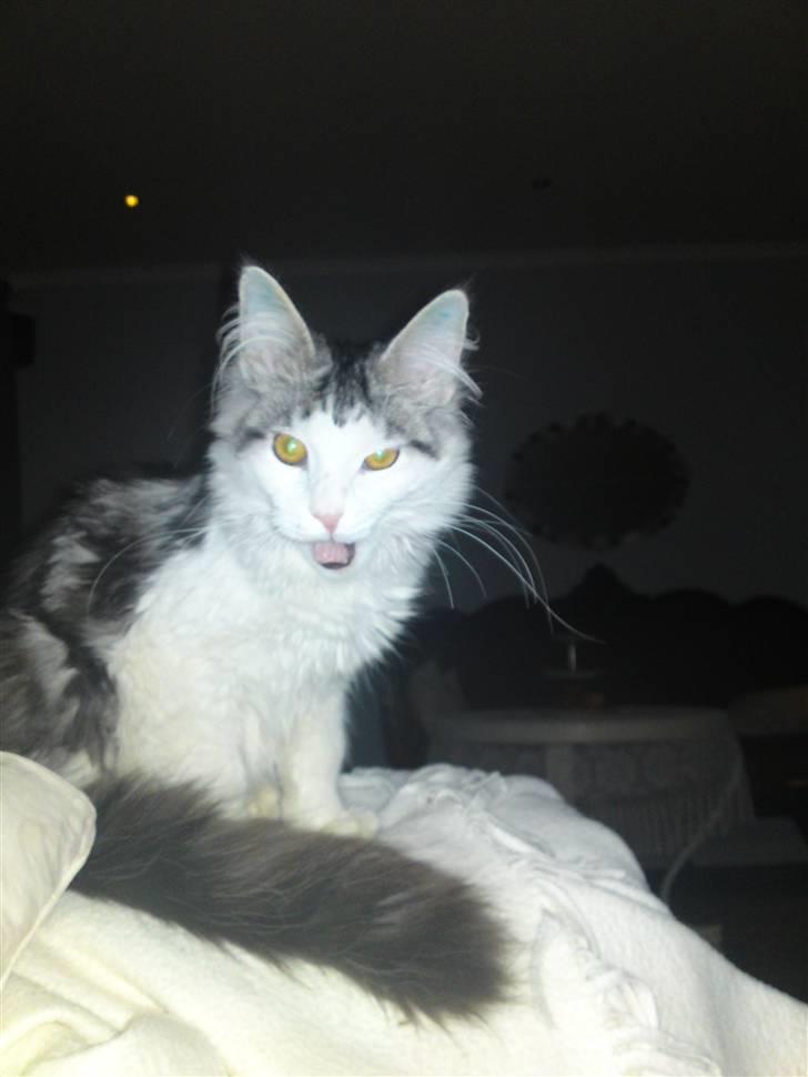 Maine Coon Bacardi - Bare godt fanget det billede. billede 1