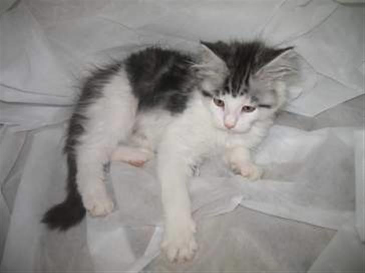 Maine Coon Bacardi - et billede fra den gamle ejer.. billede 2