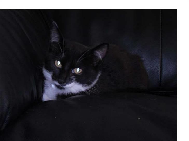 Huskat mulle - hej jeg er mulle ( billede fra tidl. ejer ) billede 1