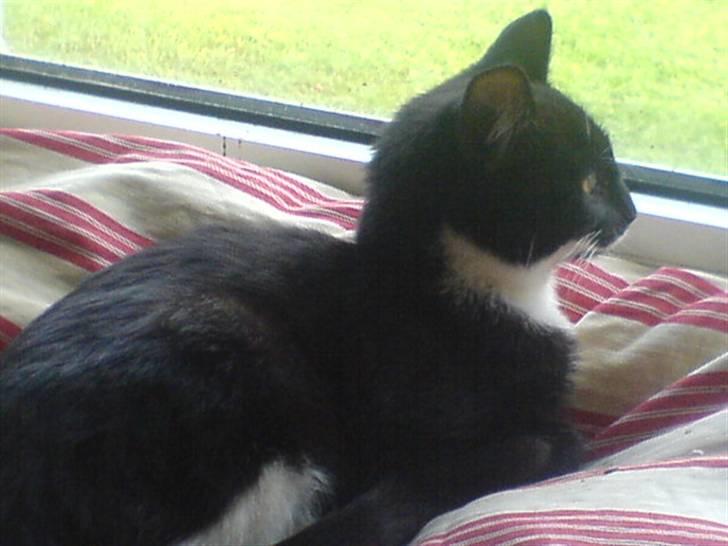 Huskat mulle - dejlig udsigt mener hun billede 2