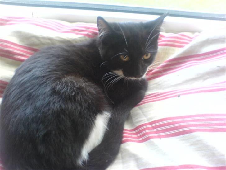 Huskat mulle - nej hvor er jeg gal over at blive flyttet billede 3