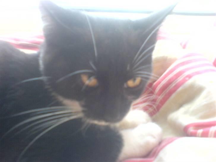 Huskat mulle - rigtig gal billede 4