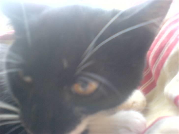 Huskat mulle - øv  billede 5