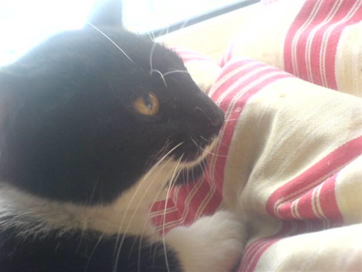 Huskat mulle billede 6