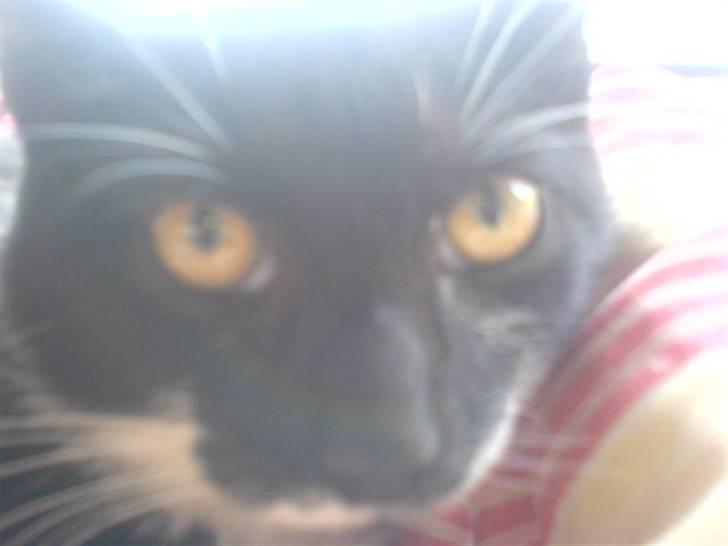 Huskat mulle billede 7